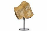 Fossil Turtle Shell Section w/ Metal Stand - South Dakota #340098-1